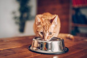 Quelle quantité de nourriture à donner à un chat ?