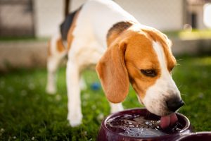 Quels sont les besoins en eau d’un chien ?