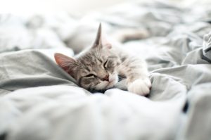 Où faire dormir un chaton ?