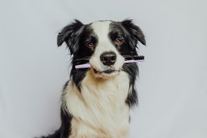 Pourquoi et comment brosser les dents de son chien ?